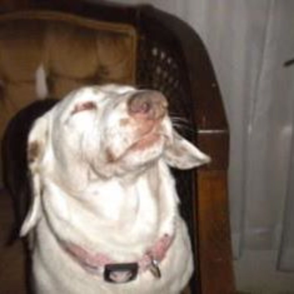 Meet your Posher, Shelly